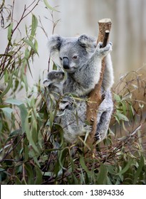 Koala Mum And Joey