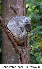 Koala Napping At Chimelong Safari Park