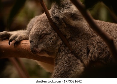 Koala napping in their tree