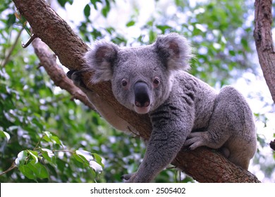 Koala In Its Natural Habitat