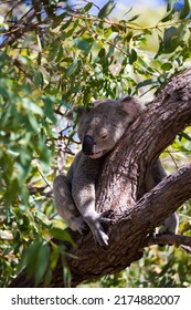 Koala In Its Natural Habitat, Magnetic Island, Australia