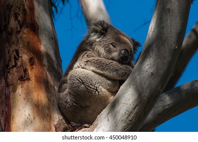 Koala On Kangaroo Island