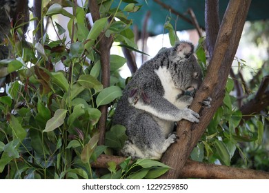 Koala on the tree
