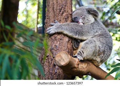 Koala On Tree