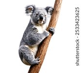koala on a tree isolated on white background