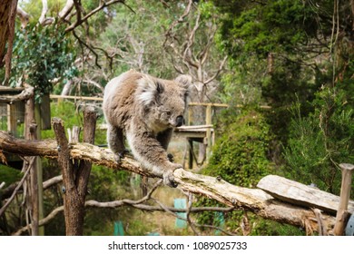 Koala on wooden pole in Eucalyptus forest in Koala Conservation center in Cowes, Phillip Island, Victoria, Australia