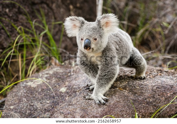 The koala or, inaccurately, koala bear is an\
arboreal herbivorous marsupial native to Australia - Magnetic\
Island, Queensland,\
Australia.