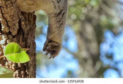 A Koala Paw Detail While Relaxing On A Tree