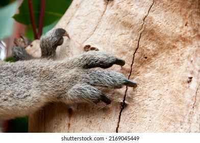 Koala Paw On A Tree