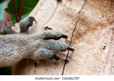 Koala Paw On A Tree