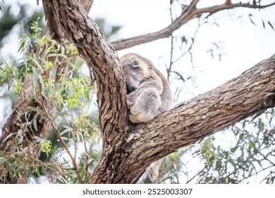 Koala Peacefully Sleeping While Hugging a Tree, Raymond Island, Victoria, Australia