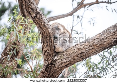 Koala Peacefully Sleeping While Hugging a Tree, Raymond Island, Victoria, Australia