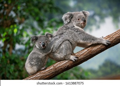 Koala Baby High Res Stock Images Shutterstock