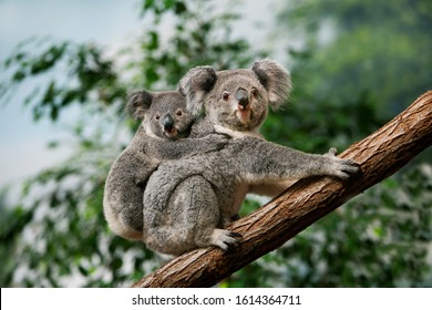 Koala, phascolarctos cinereus, Female carrying Young on its Back  
