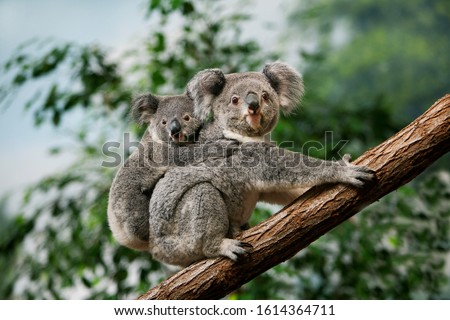 Koala, phascolarctos cinereus, Female carrying Young on its Back  