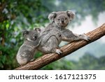 Koala, phascolarctos cinereus, Mother with Young standing on Branch  