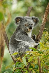 Koala - Phascolarctos Cinereus On The Tree In Australia, Eating, Climbing On Eucaluptus. Cute Australian Typical Iconic Animal On The Branch Moving And Eating Fresch Eucalyptus Leaves.