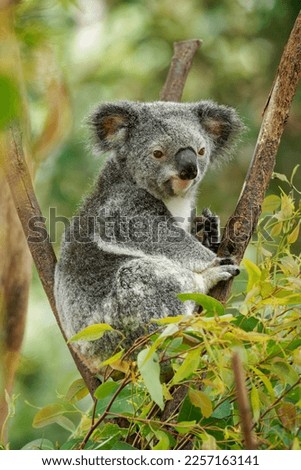 Koala - Phascolarctos cinereus on the tree in Australia, eating, climbing on eucaluptus. Cute australian typical iconic animal on the branch moving and eating fresch eucalyptus leaves.