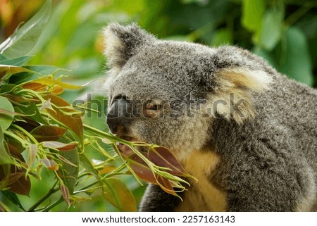 Koala - Phascolarctos cinereus on the tree in Australia, eating, climbing on eucaluptus. Cute australian typical iconic animal on the branch eating fresch eucalyptus leaves.
