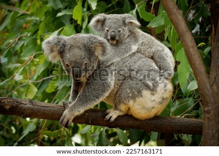 Koala - Phascolarctos cinereus on the tree in Australia, eating, climbing on eucaluptus. Cute australian typical iconic animal on the branch eating fresch eucalyptus leaves with its child.