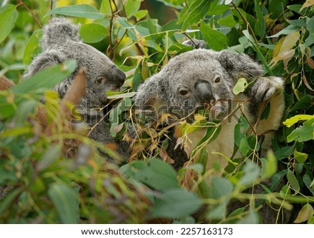 Koala - Phascolarctos cinereus on the tree in Australia, eating, climbing on eucaluptus. Two cute australian typical iconic animal on the branch eating fresch eucalyptus leaves.