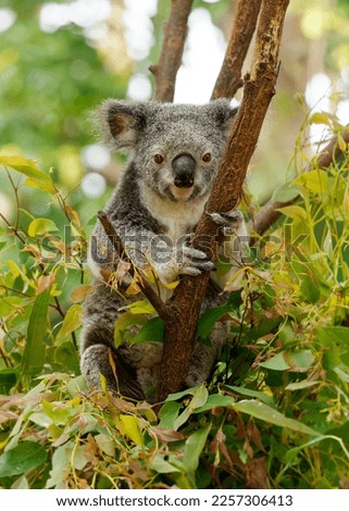 Koala - Phascolarctos cinereus on the tree in Australia, eating, climbing on eucaluptus. Cute australian typical iconic animal on the branch eating fresch eucalyptus leaves.