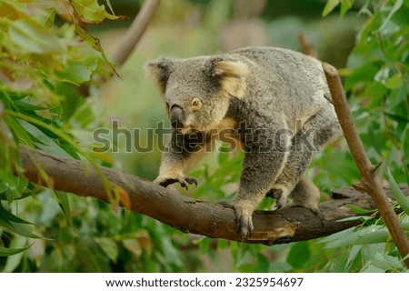 Koala - Phascolarctos cinereus on the tree in Australia, eating, climbing on eucaluptus. Cute australian typical iconic animal on the branch moving and eating fresch eucalyptus leaves.