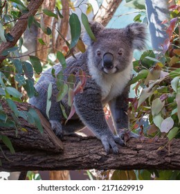 Koala (Phascolarctos cinereus) sitting on a tree branch and looking at the camera. Koalas are native Australian marsupials.