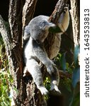 Koala (Phascolarctos cinereus) sleeping  in tree.