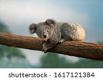 Koala, phascolarctos cinereus, Young  laying on Branch 