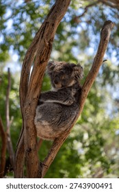 Koala resting between eucalyptus tree branches in Australia