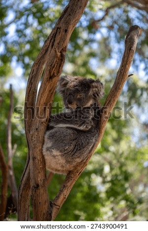 Koala resting between eucalyptus tree branches in Australia