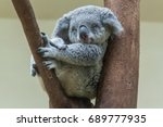 koala resting and sleeping on his tree with a cute smile