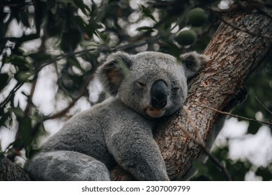 koala resting and sleeping on his tree with a cute smile. Australia, Queensland. - Powered by Shutterstock