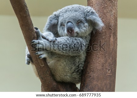koala resting and sleeping on his tree with a cute smile