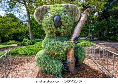 Koala Shaped Bush In Royal Botanic Garden In Sydney NSW Australia