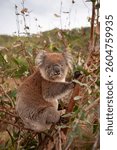 Koala sitting in a eucalyptus tree.