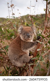 Koala sitting in a eucalyptus tree.