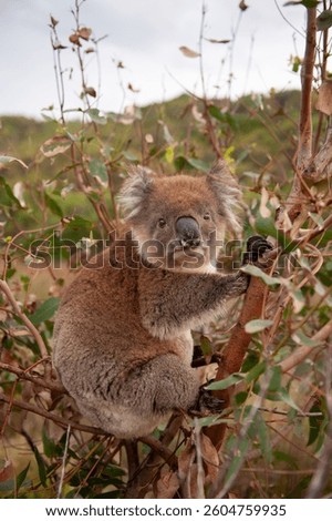 Koala sitting in a eucalyptus tree.