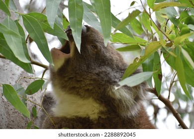 A Koala sitting in a eucalyptus tree eating leaves in the natural Australian bush at the popular Belair National Park in South Australia, Australia.