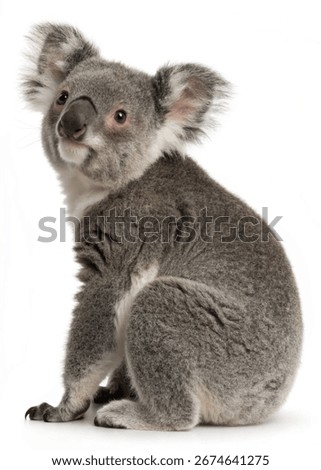 
Koala sitting and looking at the camera against a white background.
