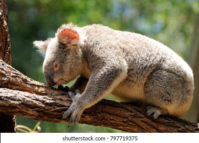 Koala sitting on eucalyptus tree in Queensland, Australia.