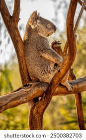 A Koala sitting in a tree