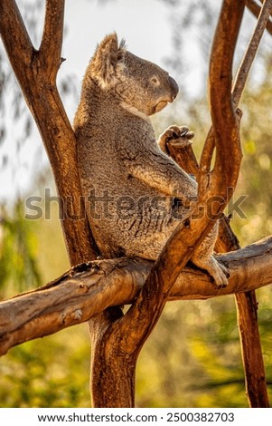 A Koala sitting in a tree