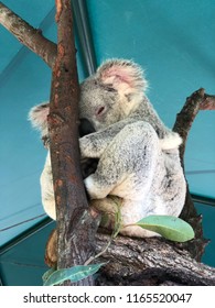 Koala sleeping at Australia zoo - Shutterstock ID 1165520047