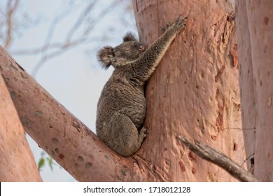 Koala Durmiendo Images Stock Photos Vectors Shutterstock