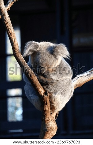 Koala sleeping on eucalyptus tree at Taronga Zoo, Sydney, Australia. Australian wildlife in a natural habitat.