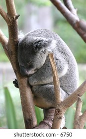 koala snoozing in a tree