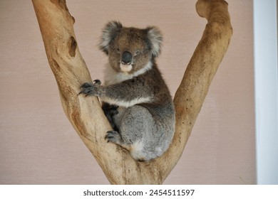 The koala, sometimes called the koala bear, is an arboreal herbivorous marsupial native to Australia. 