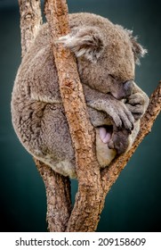 A Koala Taking A Nap During The Day Time.